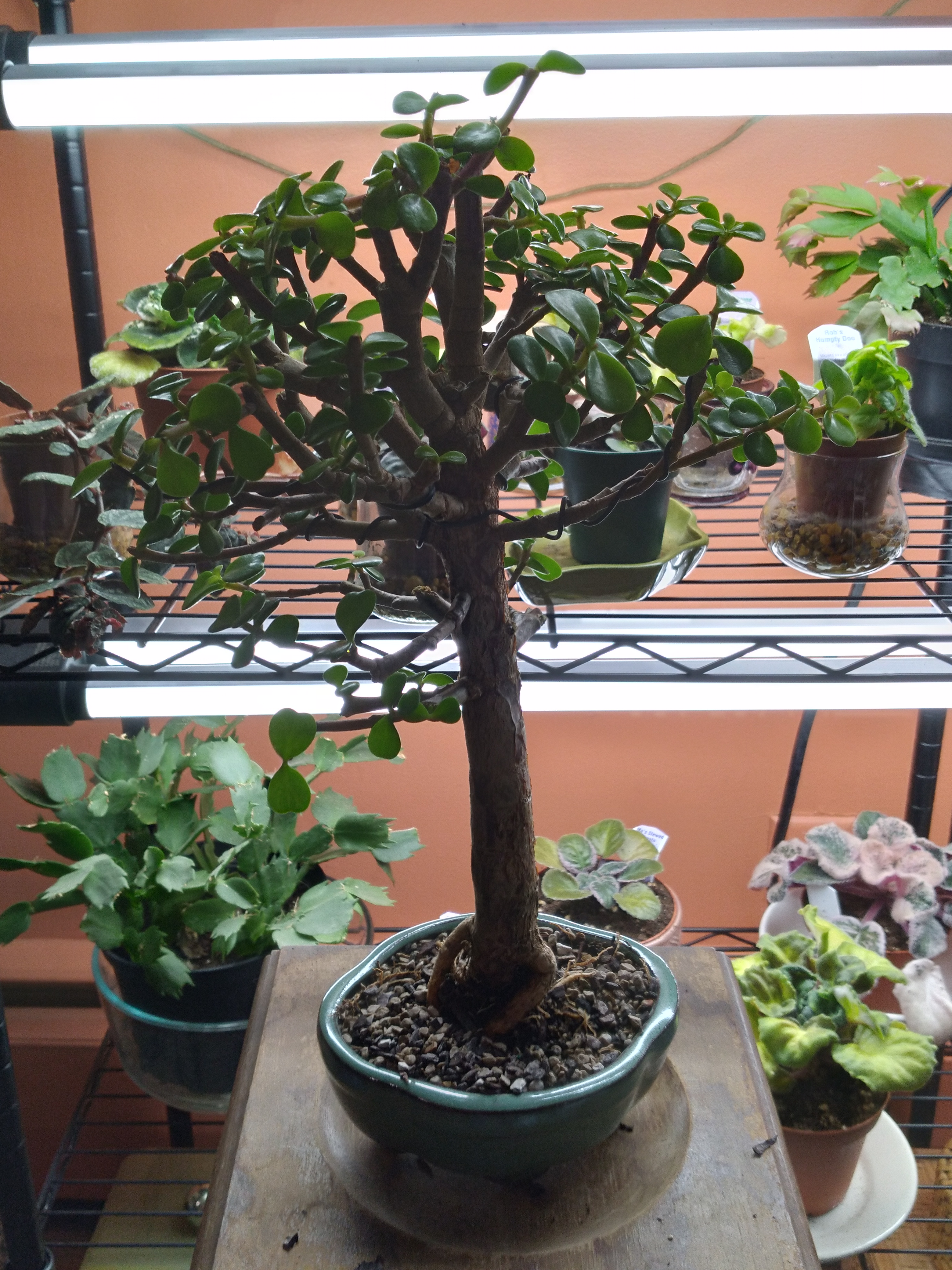 Look! It's a Tiny Tree! | Pen, Paper, Plant